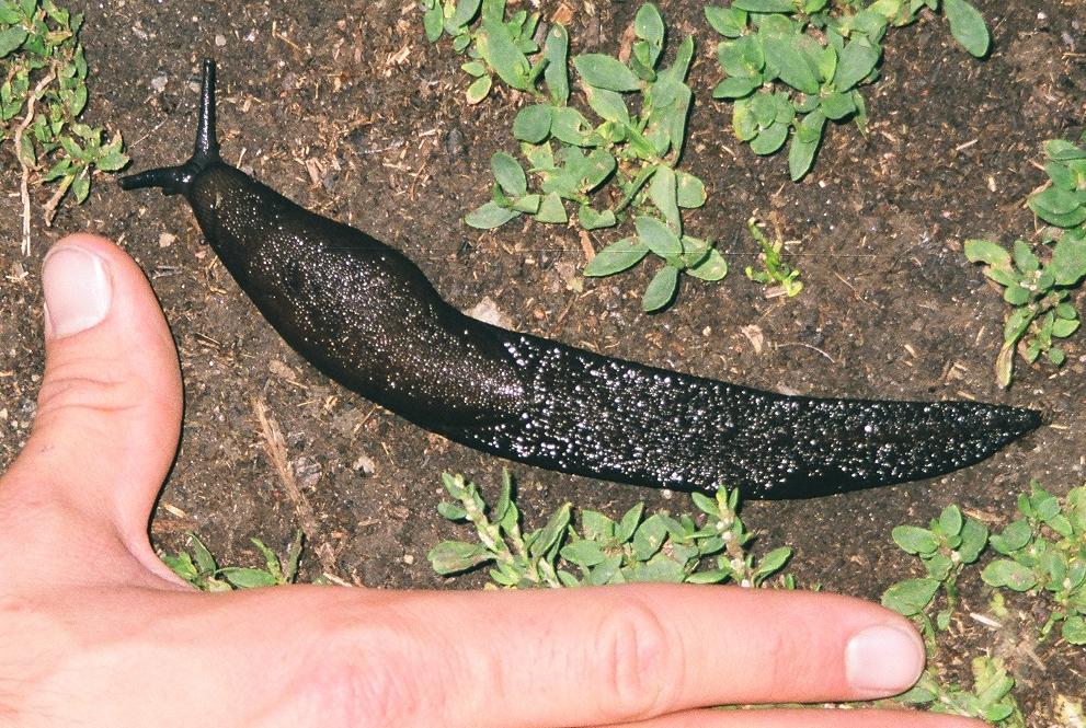 oru fauna